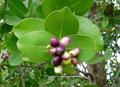 WATER BERRY